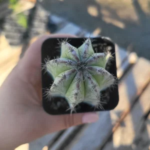 Chichipe Cactus Live Plant - Polaskia chichipe - 2.5in or 4in Pot - Full Sun - Image 7