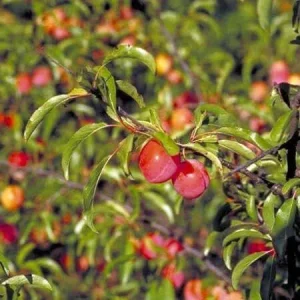 Chickasaw Plum Bare-Root Plant - American Plum Tree for Landscaping - Image 3