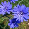 Chicory Seeds 300+ – Italian Dandelion Blue Flower – Non-GMO Perennial Herb Seeds Outdoor - Image 1