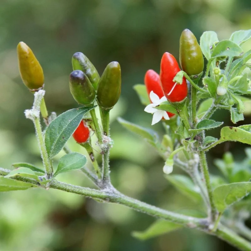 Chile Pequin Pepper Plant - Live Chili Plant, Hot, 4 Inch Pot, Outdoor - Image 2