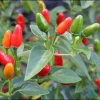 Chile Pequin Pepper Plant - Live Chili Plant, Hot, 4 Inch Pot, Outdoor - Image 1