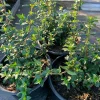 Chilean Guava Live Plant - Ugni Molinae Shrub - 4-8'' Tall in 1 Gallon Pot - Image 1