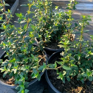Chilean Guava Live Plant - Ugni Molinae Shrub - 4-8'' Tall in 1 Gallon Pot - Image 1