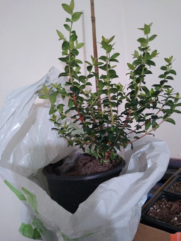 Chilean Guava Live Plant - Ugni molinae Starter - 4-6 inch Tall in 6 inch Pot - Image 2