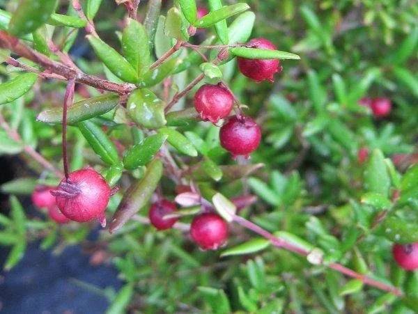 Chilean Guava Live Plant - Ugni molinae Starter - 4-6 inch Tall in 6 inch Pot - Image 1
