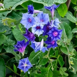 Chilean Morning Glory Seeds - 100 Count Mixed Color Blooms, Perennial, Outdoor - Image 2