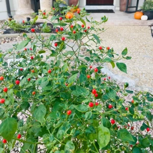 Chiltepin Pepper Live Plant – Hot Chili Plant – 4 Inch Pot – Outdoor - Image 2