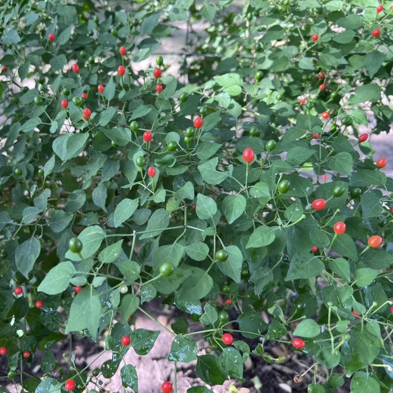 Chiltepin Pepper Live Plant – Hot Chili Plant – 4 Inch Pot – Outdoor - Image 3