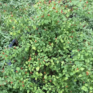 Chiltepin Pepper Live Plant – Hot Chili Plant – 4 Inch Pot – Outdoor - Image 6