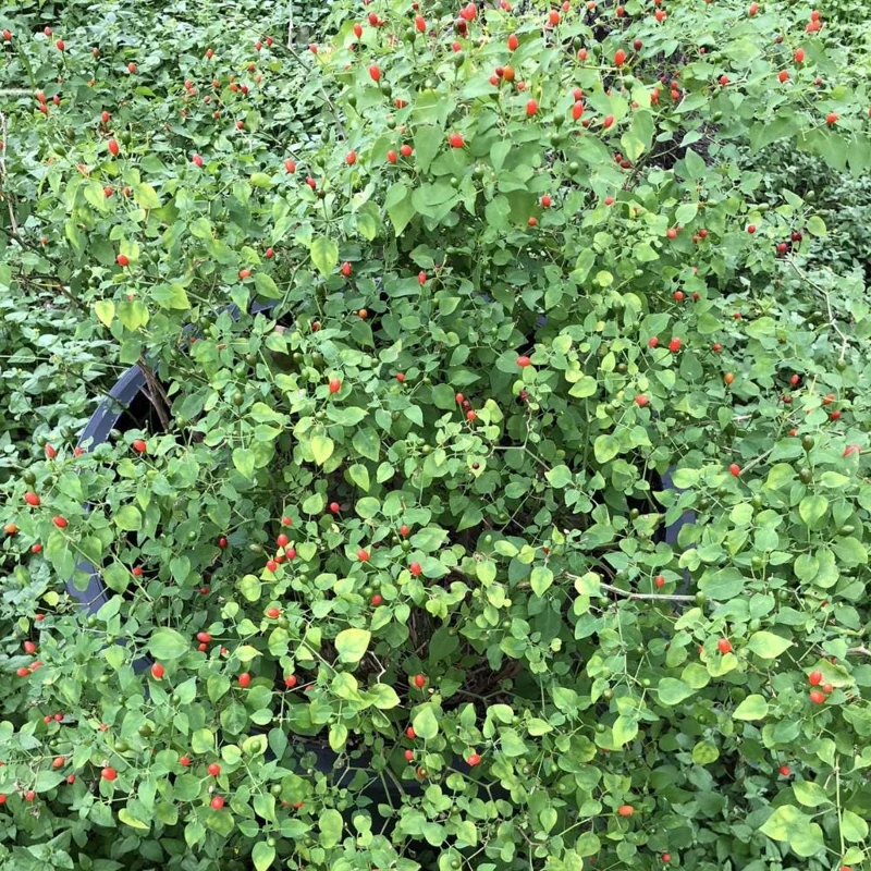 Chiltepin Pepper Live Plant – Hot Chili Plant – 4 Inch Pot – Outdoor - Image 6