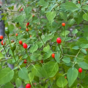 Chiltepin Pepper Live Plant – Hot Chili Plant – 4 Inch Pot – Outdoor - Image 7