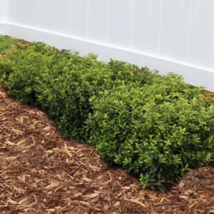 China Girl Holly Live Plant – 2 Pack – 6-12 Inches Tall – 1 Quart Pot – Evergreen Shrub - Image 3