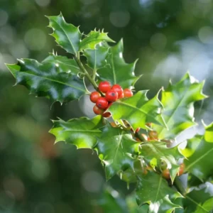 China Girl Holly Live Plant – 2 Pack – 6-12 Inches Tall – 1 Quart Pot – Evergreen Shrub - Image 1