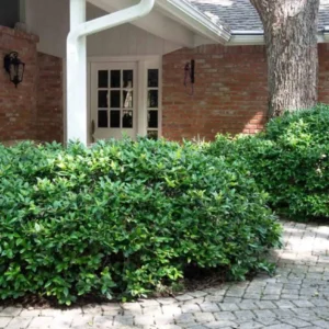 China Girl Holly Live Plant – 2 Pack – 6-12 Inches Tall – 1 Quart Pot – Evergreen Shrub - Image 4