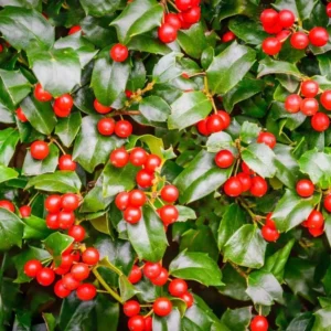 China Girl Holly Live Plant – 2 Pack – 6-12 Inches Tall – 1 Quart Pot – Evergreen Shrub - Image 5