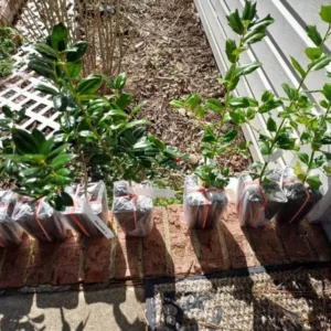 China Girl Holly Live Plant – 2 Pack – 6-12 Inches Tall – 1 Quart Pot – Evergreen Shrub - Image 6