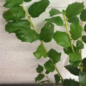 China Girl Holly Live Plant – 2 Pack – 6-12 Inches Tall – 1 Quart Pot – Evergreen Shrub - Image 7