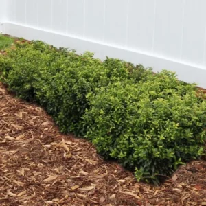 China Girl Holly Live Plant - 6-12 Inch Evergreen Shrub, 1 Quart Pot for Hedges - Image 2