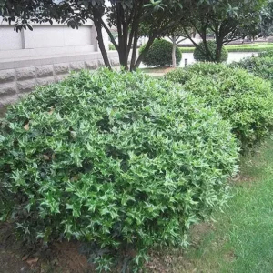 China Girl Holly Live Plant - 6-12 Inch Evergreen Shrub, 1 Quart Pot for Hedges - Image 1