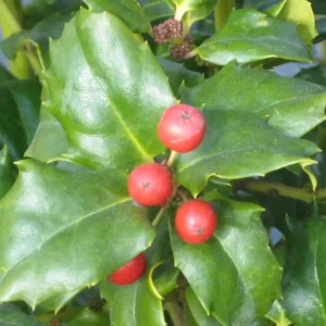 China Girl Holly Live Plant – 6-12