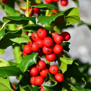 China Girl Holly Live Plant – 6-12