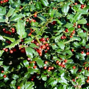 China Girl Holly Live Plant – 6-12