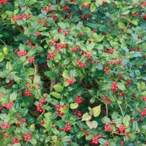 China Girl Holly Live Plant – 6-12