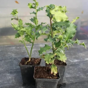 China Girl Holly Live Plant – 6-12