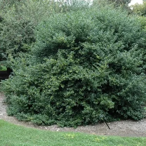 China Girl Holly Live Plant – 6-12