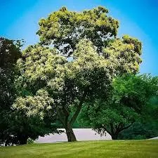 Chinese Chestnut Live Plant - Castanea mollissima - 1 Gallon Pot - Blight Resistant Nut Tree - Image 2