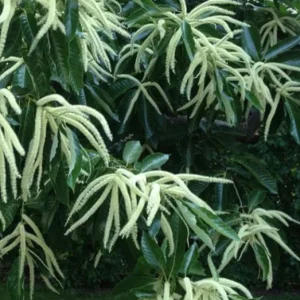 Chinese Chestnut Live Plant – Nut Producing Tree – Quart Pot - Image 10