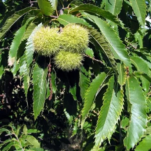 Chinese Chestnut Live Plant – Nut Producing Tree – Quart Pot - Image 2