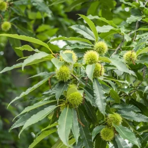 Chinese Chestnut Live Plant – Nut Producing Tree – Quart Pot - Image 1