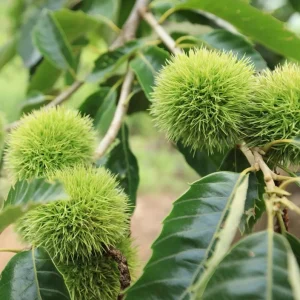 Chinese Chestnut Live Plant – Nut Producing Tree – Quart Pot - Image 3