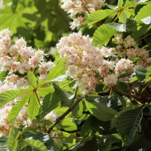 Chinese Chestnut Live Plant – Nut Producing Tree – Quart Pot - Image 4