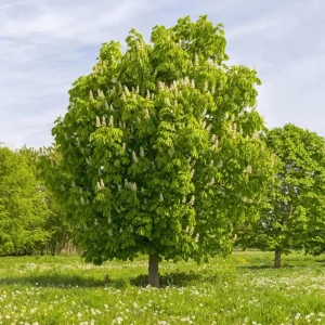 Chinese Chestnut Live Plant – Nut Producing Tree – Quart Pot - Image 5