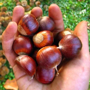 Chinese Chestnut Live Plant – Nut Producing Tree – Quart Pot - Image 8