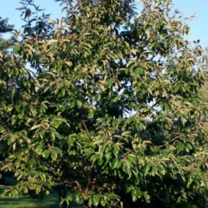 Chinese Chestnut Live Plant – Nut Producing Tree – Quart Pot - Image 9