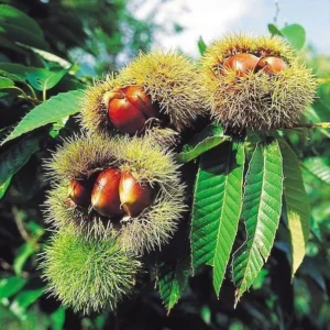 Chinese Chestnut Live Plant - Quart Pot, Blight Resistant Nut Tree, Edible Nuts, Outdoor - Image 1