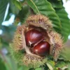 Chinese Chestnut Tree Live Plant – Up to 2 ft Tall – Blight Resistant Nut Tree – Outdoor - Image 1