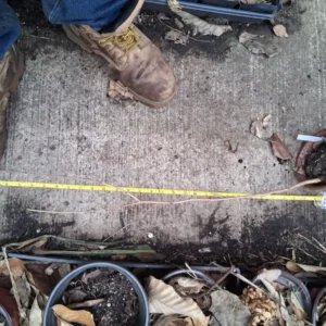 Chinese Chestnut Tree Live Plant – Up to 2 ft Tall – Blight Resistant Nut Tree – Outdoor - Image 2