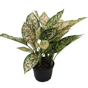 Chinese Evergreen Aglaonema Live Plant - 6 inch Pot - Grows in Dim Light - Indoor - Image 2