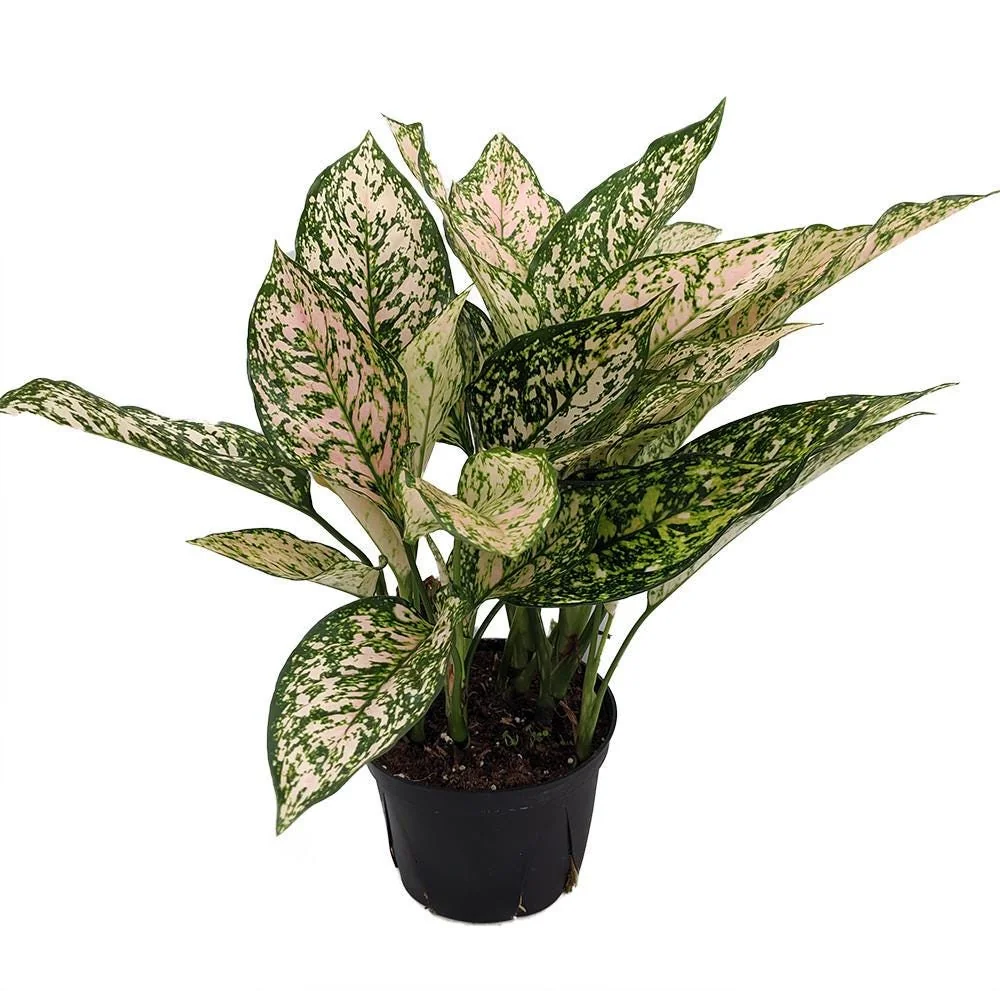 Chinese Evergreen Aglaonema Live Plant - 6 inch Pot - Grows in Dim Light - Indoor - Image 2