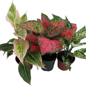 Chinese Evergreen Assortment Live Plants - 3 Plants in 4 inch Pots - Indoor Tropical Foliage - Image 2