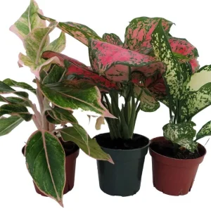 Chinese Evergreen Assortment Live Plants - 3 Plants in 4 inch Pots - Indoor Tropical Foliage - Image 1