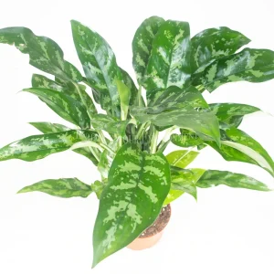 Chinese Evergreen Live Plant - Aglaonema - 6 inch Pot - Indoor Foliage - Image 2