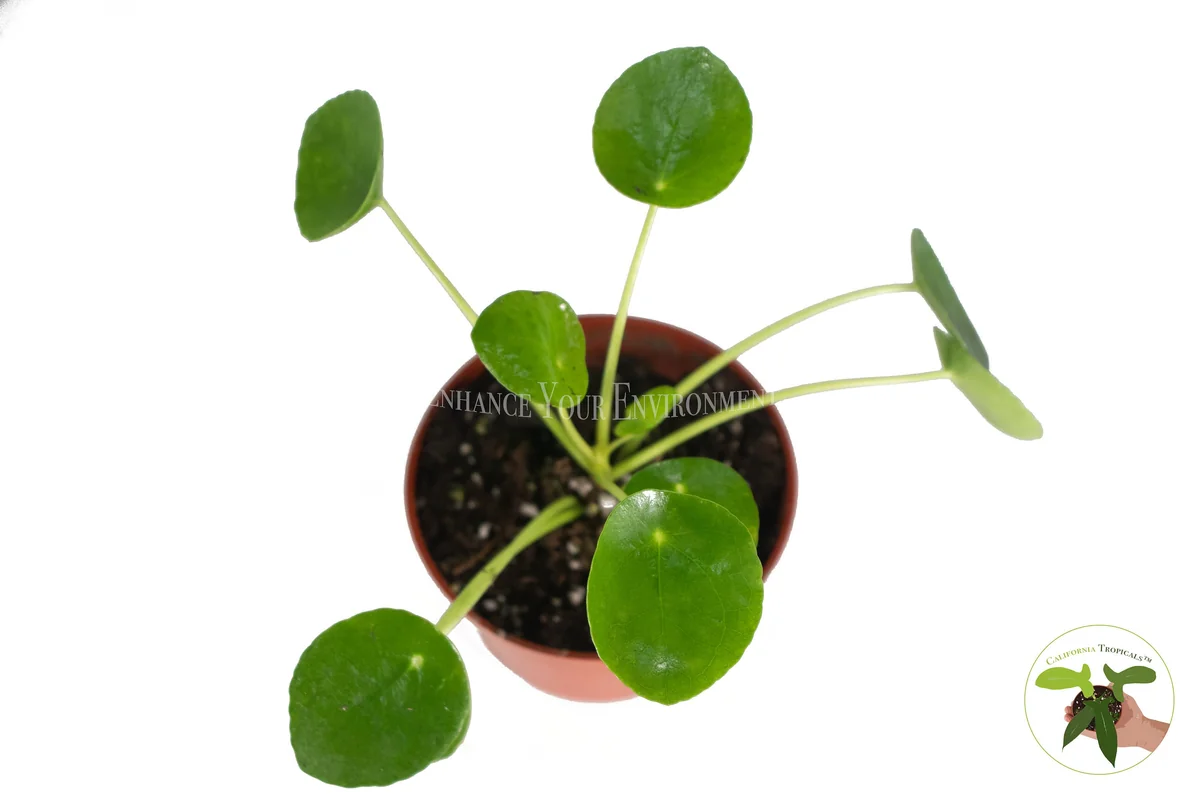 Chinese Money Plant Live Houseplant – Pilea Peperomioides – 4 inch Pot – Indoor - Image 2