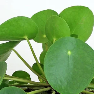 Chinese Money Plant Live Plant, Pilea Peperomioides, 5" Tall, Easy Care Indoor Houseplant - Image 1