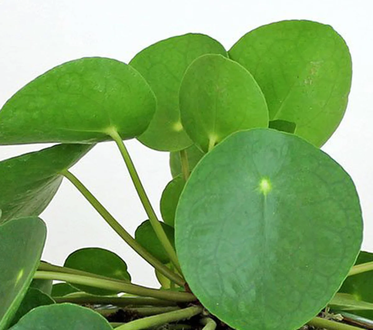 Chinese Money Plant Live Plant, Pilea Peperomioides, 5" Tall, Easy Care Indoor Houseplant - Image 1
