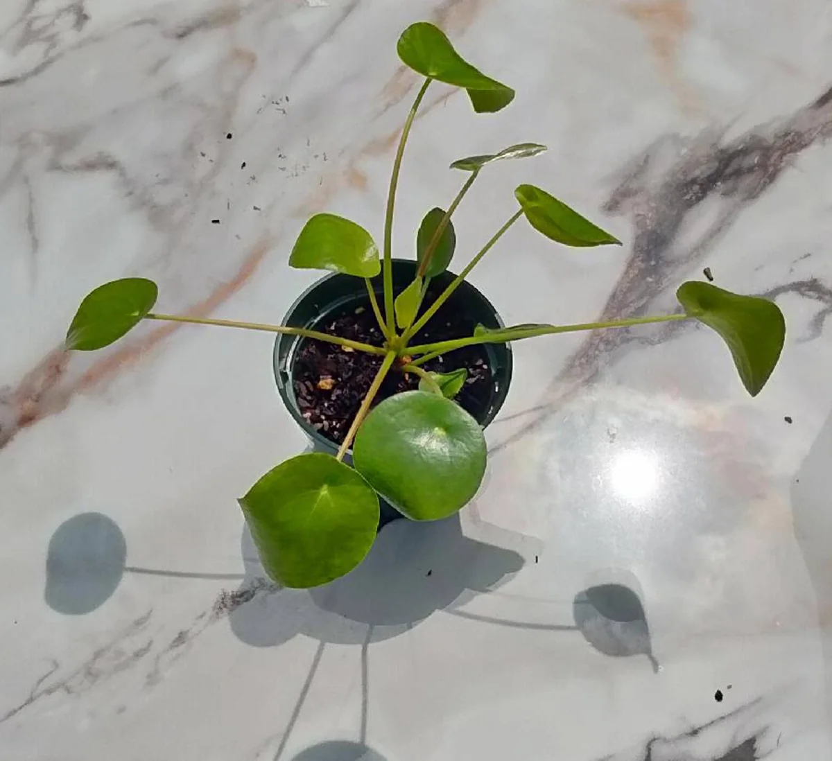 Chinese Money Plant Live Plant, Pilea Peperomioides, 5" Tall, Easy Care Indoor Houseplant - Image 2